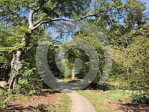 Path through the forest around Ommen