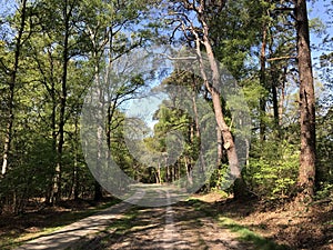 Path through the forest around Ommen
