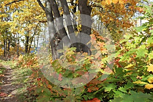 Path in the forest in autumn with colorful leaves on trees