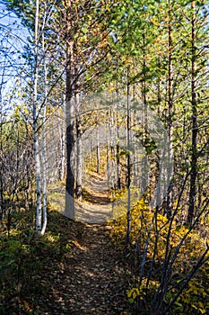 A path through the forest on an autumn day, a natural tunnel of colorful trees, soft light. An idyllic autumn scene