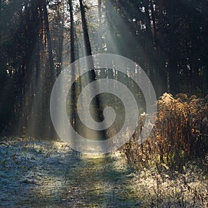 Path Through Forest In Autumn Morning