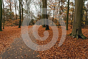 Path in a forest with beech trees in the fall season