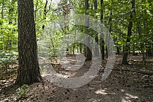 Path in forest in Berlin
