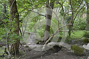 Path in a forest and a bridge .