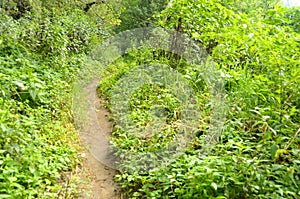 Path through a forest in Cheile Nerei Natural Reservation