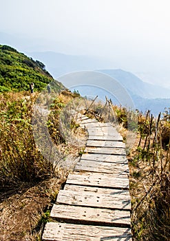 Path in forest, chiangmai Thailand