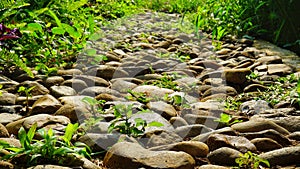 A path in the forest with cobblestone paths as the sun shines with the grass all around