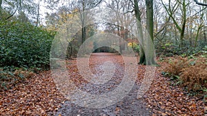 Path in the forest, covered in fallen autumn leaves, soft light filtering through the trees