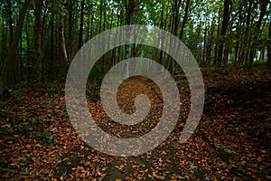 Path in the forest covered with fallen leaves