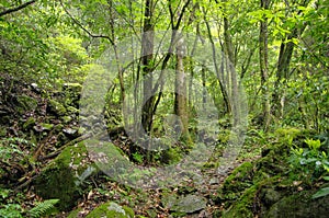 Path in a forest covered with moss