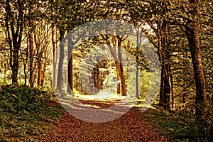 Path through a forest in the Danish Tved Klitplantation