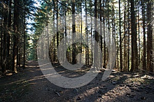 Path through forest with different trees