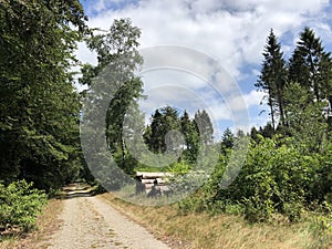 Path through the forest of Drents-Friese Wold in Appelscha