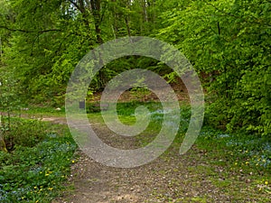 A path in the forest. Early spring, trees with fresh leaves on the trees. Poland.