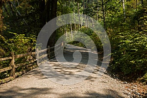 Path in the forest and ferns. Empty road in the coniferous forest. Hiking trail in Rocky mountains forest.