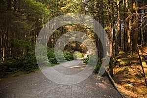 Path in the forest and ferns. Empty road in the coniferous forest. Hiking trail in Rocky mountains forest.