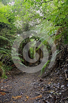 Path in forest with ferns in New Zealand