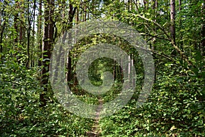 Path through the forest. Flowers and green grass. Mixed woodland. The branches of the trees bent over