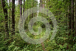 Path through the forest. Flowers and green grass. Mixed woodland. The branches of the trees bent over