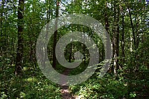 Path through the forest. Flowers and green grass. Mixed woodland. The branches of the trees bent over