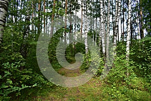 Path through the forest. Flowers and green grass. Mixed woodland. The branches of the trees bent over