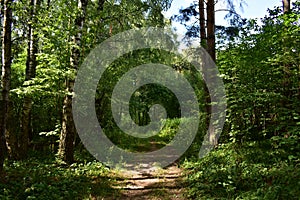 Path through the forest. Flowers and green grass. Mixed woodland. The branches of the trees bent over