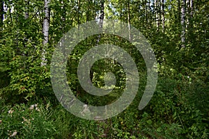 Path through the forest. Flowers and green grass. Mixed woodland. The branches of the trees bent over