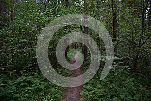 Path through the forest. Flowers and green grass. Mixed woodland. The branches of the trees bent over