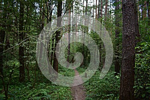 Path through the forest. Flowers and green grass. Mixed woodland. The branches of the trees bent over