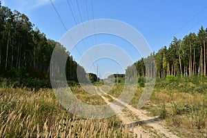 Path through the forest. Flowers and green grass. Mixed woodland. The branches of the trees bent over