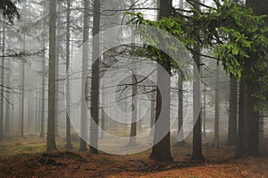 Path through a forest with fog