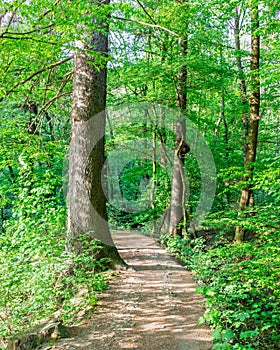 Path Through the Forest