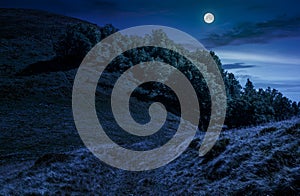 Path through forest on hillside meadow at night