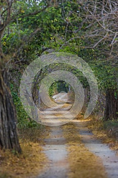 Path through the forest in the interior of Brazil