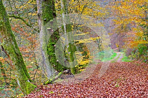 Path in forest and many tree fungi