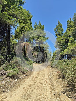 Path in forest - Meditterranean pine forest