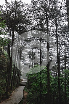 Path in forest in Mingyue Mountain, Jiangxi, China