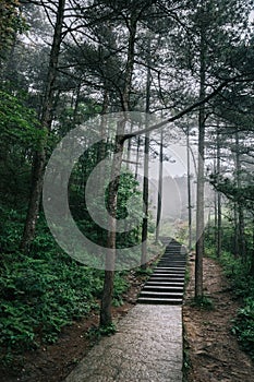 Path in forest in Mingyue Mountain, Jiangxi, China