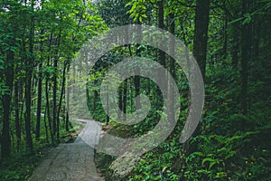 Path in forest in Mingyue Mountain, Jiangxi, China