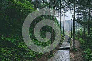 Path in forest in Mingyue Mountain, Jiangxi, China