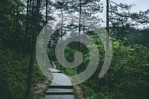 Path in forest in Mingyue Mountain, Jiangxi, China