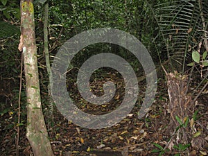 A path through the forest at Makiling botanical gardens, Philippines