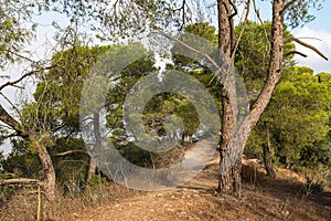 Path  in the forest on Mount Tavor near the Christian Temple of the Transfiguration near Nazareth in Israel photo