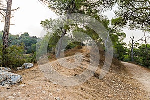 Path  in the forest on Mount Tavor near the Christian Temple of the Transfiguration near Nazareth in Israel photo