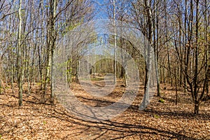 Path in a forest near Semily, Czech