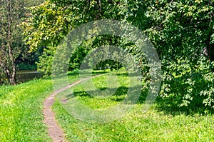 Path in the forest next to the river between trees on a sunny day