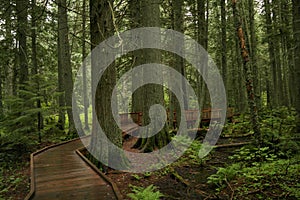 Path through the forest