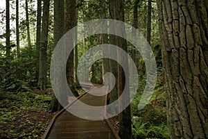 Path through the forest