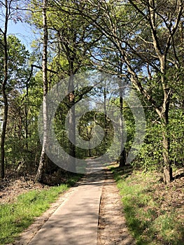 Path through the forest