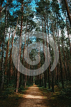 Path through the forest